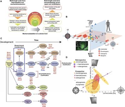 Mechanomics Approaches to Understand Cell Behavior in Context of Tissue Neogenesis, During Prenatal Development and Postnatal Healing